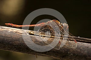 Eilandheidelibel, Island Darter, Sympetrum nigrifemur