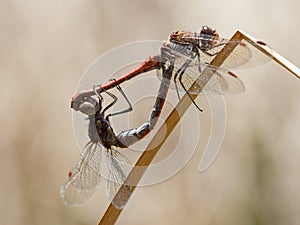 Eilandheidelibel, Island Darter, Sympetrum nigrifemur