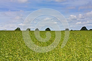 Eildon Hills rapeseed