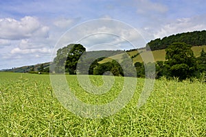Eildon Hills rapeseed