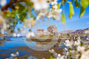 Eilean Donan Castle with spring tree in Highlands of Scotland