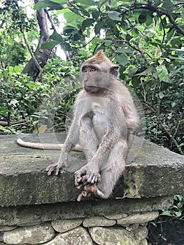 A Monkey in the Monkey Forest in Ubud photo