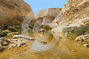 Ein Avdat Canyon. Israel. photo