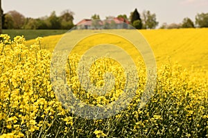 Ein blÃ¼hendes Rapsfeld in Laakirchen Salzkammergut, Ã–sterreich - A blooming rapeseed field in Laakirchen Salzkammergut,