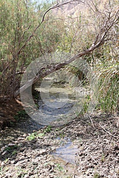 Ein Bokek Brook Natural Reserve, The Dead Sea