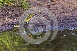 Fitis Phylloscopus trochilus