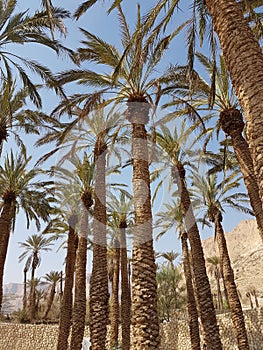 Ein Gedi