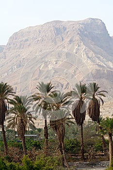 Ein Gedi -Israel