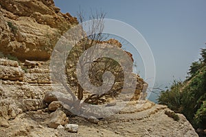 Ein Gedi, Israel