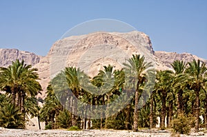 Ein Gedi Nature Reserve