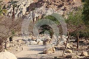 Ein Gedi Nature Reserve, Dead Sea, Israel photo