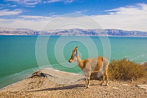 Ein Gedi nature reserve and national park