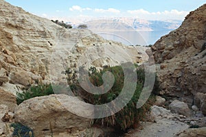 Ein Gedi oasis in Israel photo