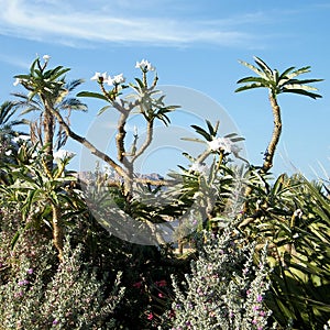 Ein Gedi Pachypodium rutenbergianum 2010