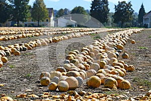 A pumpkin field in autumn