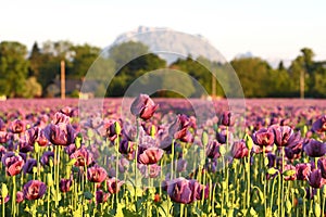 A field of poppies in Upper Austria with the Traunstein photo