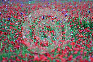A field of poppies in Upper Austria photo