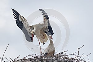 Ein paar StÃÂ¶rche bauen im FrÃÂ¼hling ihr Nest photo