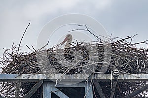Ein paar StÃÂ¶rche bauen im FrÃÂ¼hling ihr Nest photo