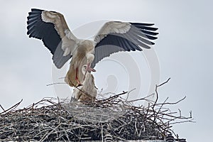 Ein paar StÃÂ¶rche bauen im FrÃÂ¼hling ihr Nest photo