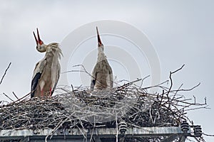 Ein paar StÃÂ¶rche bauen im FrÃÂ¼hling ihr Nest photo