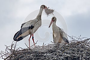 Ein paar StÃ¶rche bauen im FrÃ¼hling ihr Nest