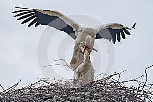 Ein paar StÃ¶rche bauen im FrÃ¼hling ihr Nest