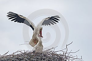 Ein paar StÃ¶rche bauen im FrÃ¼hling ihr Nest