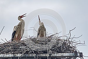 Ein paar StÃ¶rche bauen im FrÃ¼hling ihr Nest