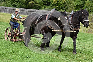 A team of horses with a historic plow in Austria