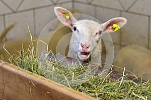 Schaf Scheune aus bauernhaus während Essen 