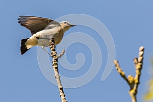 A wheatear is sitting on a branch photo