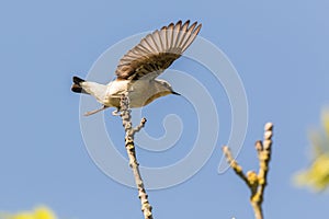 A wheatear is sitting on a branch photo