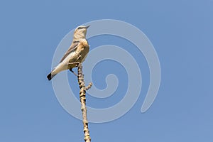 A wheatear is sitting on a branch