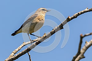 A wheatear is sitting on a branch