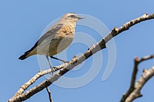 A wheatear is sitting on a branch photo