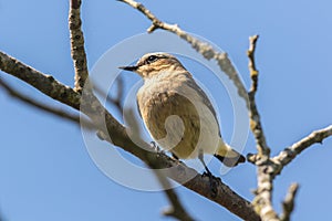 A wheatear is sitting on a branch