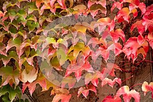 Three-pointed maiden vine in autumn photo