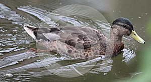 Eine wilde Ente schwimmt auf dem Wasser.