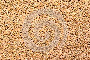 Hulled einkorn wheat, dried and husked littlespelt grains, from above photo