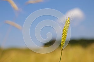 Einkorn wheat