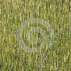 Einkorn wheat grows at the field