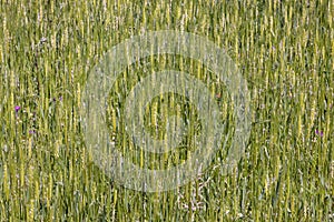 Einkorn wheat grows at the field