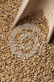 Einkorn wheat seeds photo