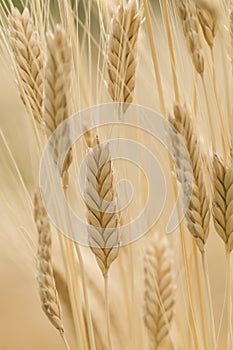 Einkorn wheat, Triticum monococcum photo