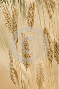 Einkorn wheat, Triticum monococcum