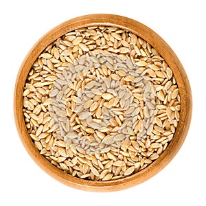 Einkorn wheat in wooden bowl over white photo