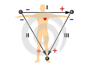 Einthoven ECG triangle, including augmented unipolar limb lead