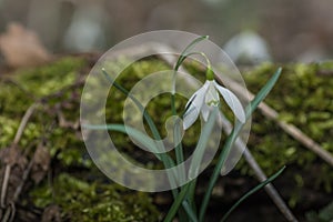 einzelne bluete von schneegloeckchen photo