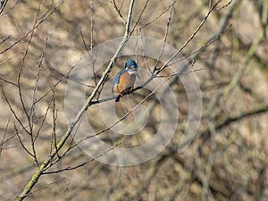 Kingfisher looking for pickings